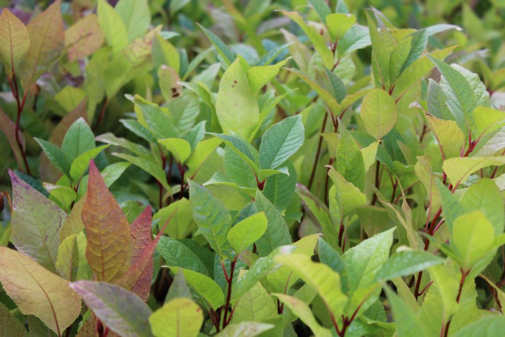 Products Maelor Forest Nurseries Ltd